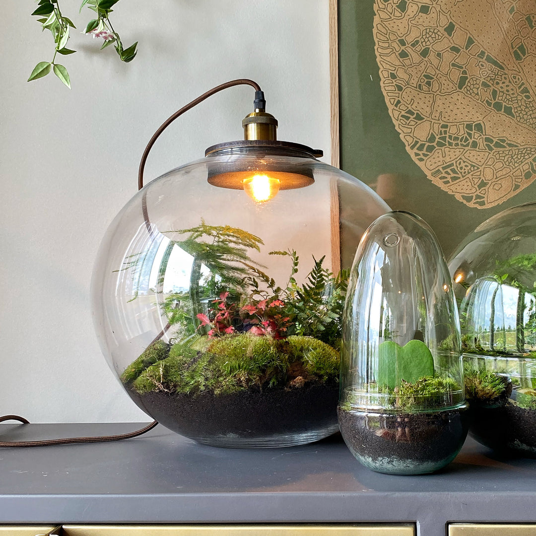 Demeter Botanical - Terrarium met lamp - 40cm - [shop_vendor] - Demeter Botanical - Terrarium met lamp - 40cm - Atelier