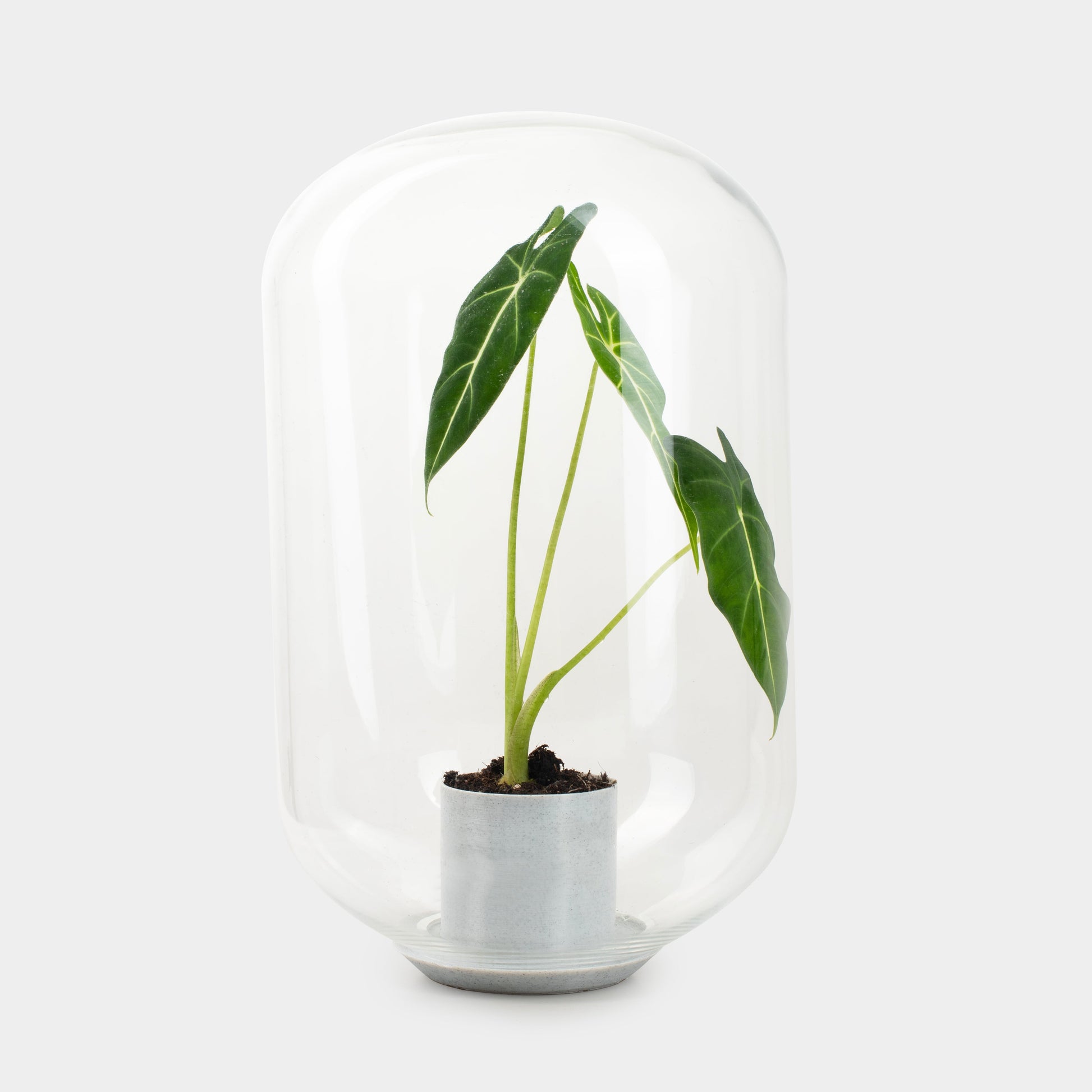 Moira Alocasia frydeck - Terrarium -  40cm