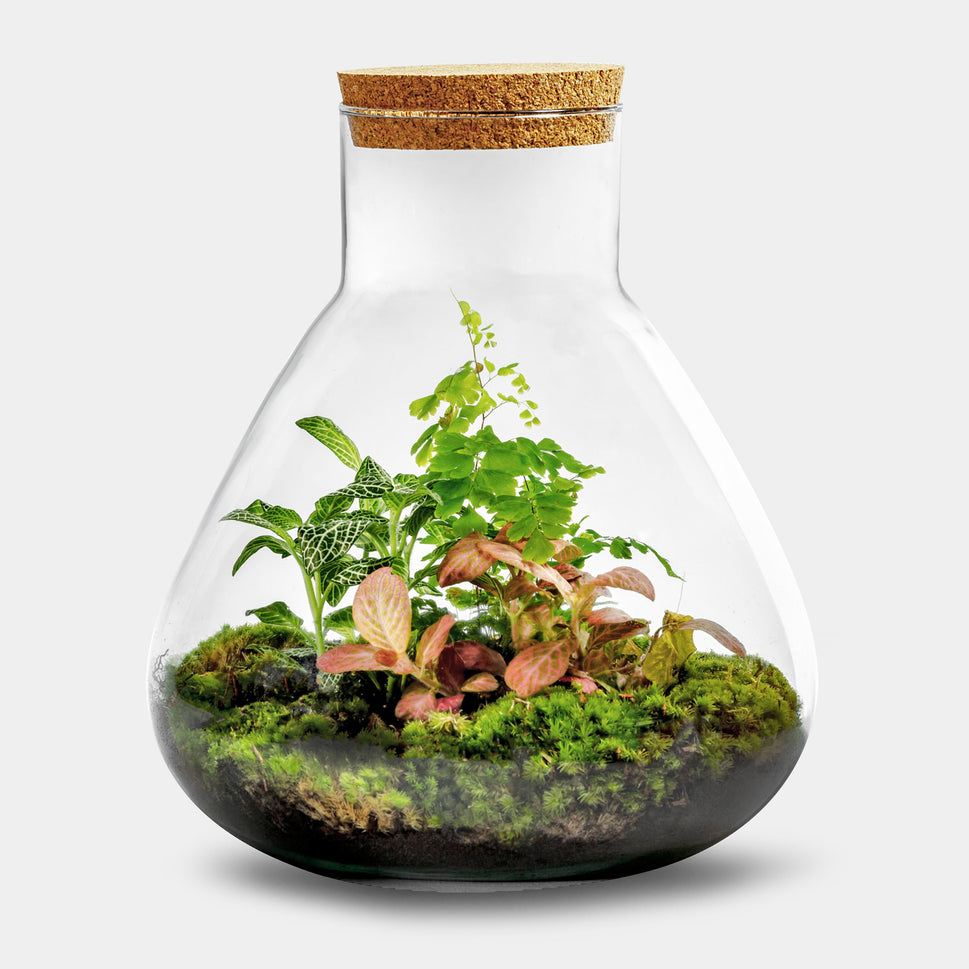 Flore Botanique - Terrarium - 20cm