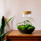 Changer Bolder Botanical - Terrarium - 30cm - [shop_vendor] - Bolder Botanical - Terrarium - 30cm - Originals 3 image