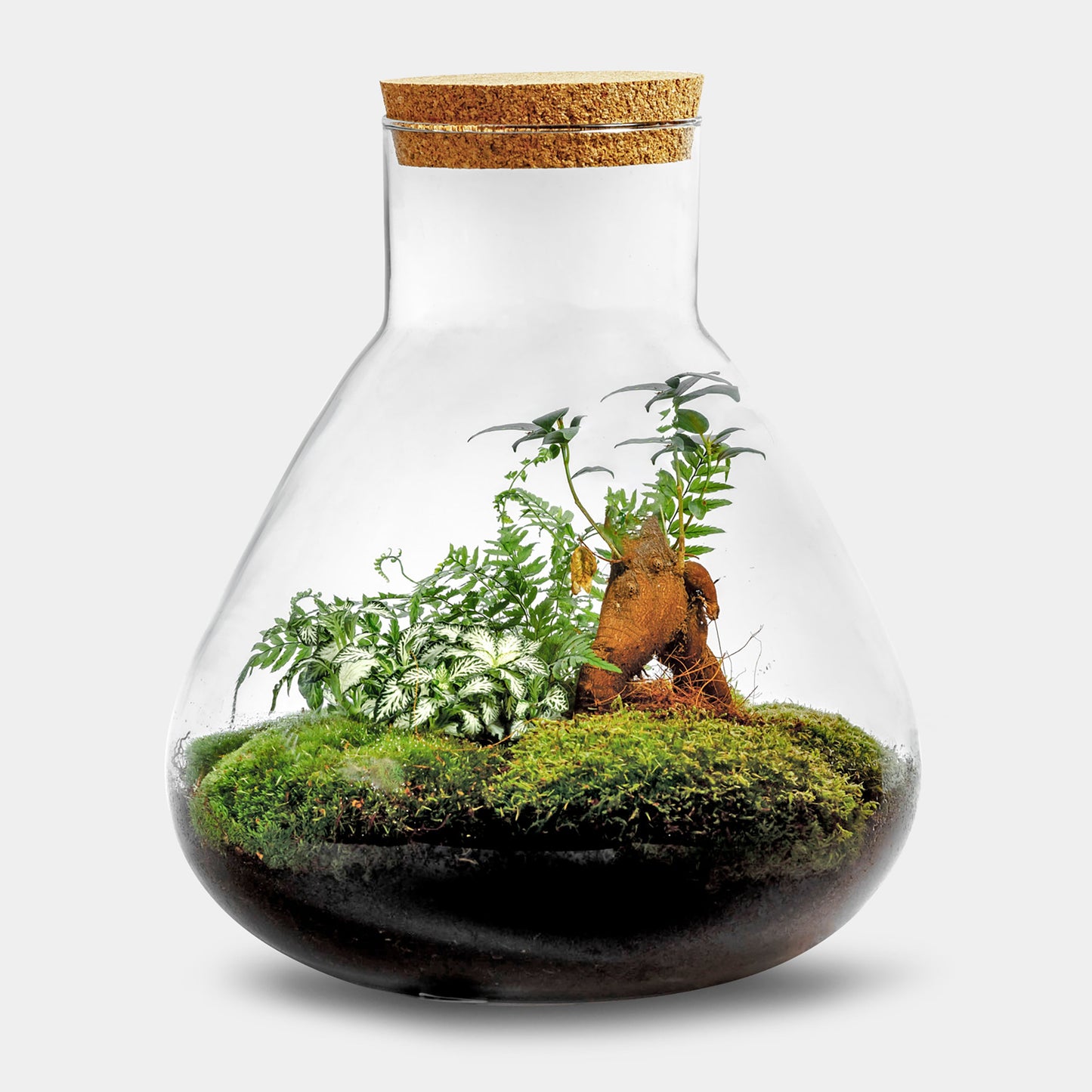 Flora Bonsai - Terrarium - 30cm - [shop_vendor] - Flora Bonsai - Terrarium - 30cm - Originals