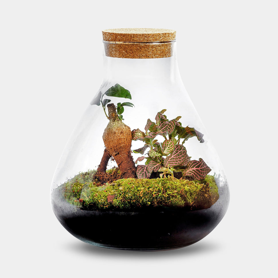 Terrarium | Verre avec liège | 2 plantes botaniques | ↑25cm - Ø20cm