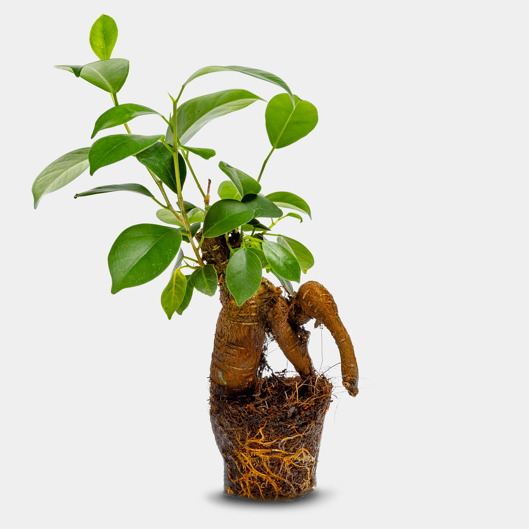 Ficus Ginseng Plant - ↑15cm / ø6cm