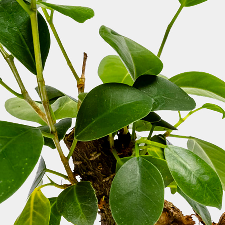 Ficus Ginseng Bonsai - Pflanze - 15 cm