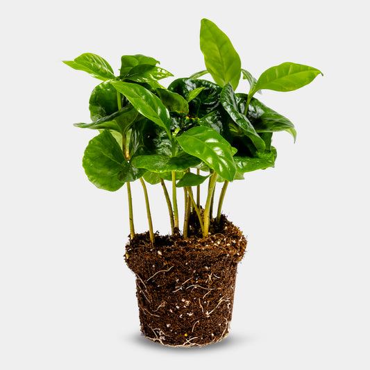 Coffea Arabica - Plant - 15cm - [shop_vendor] - Coffea Arabica - Plant - 15cm - Planten