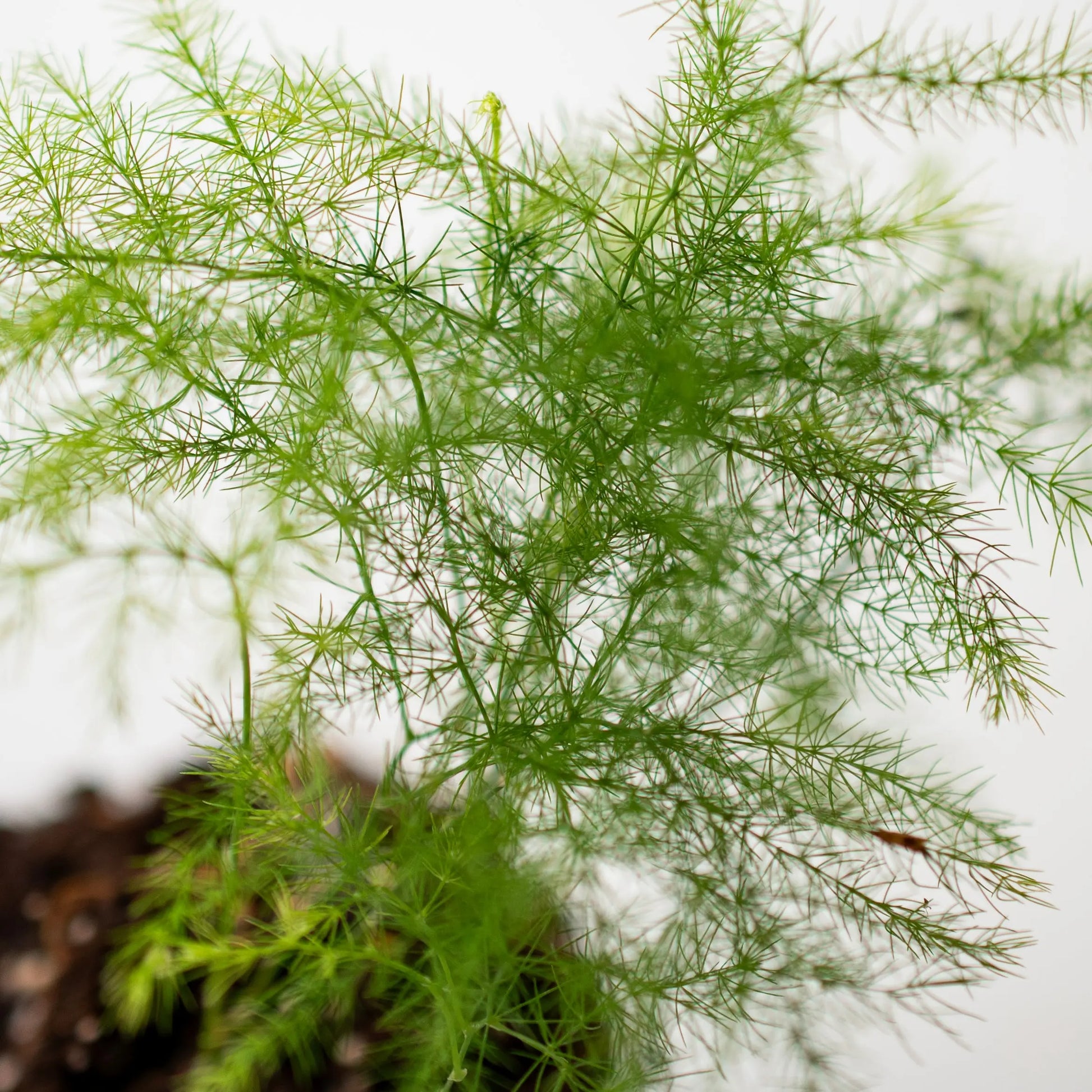 Asparagus plant Ø6cm  15cm-  Planten -  Growing Concepts