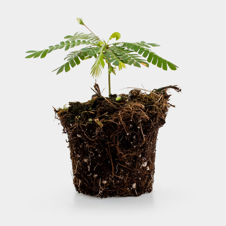 Biophytum – Pflanze – 15 cm