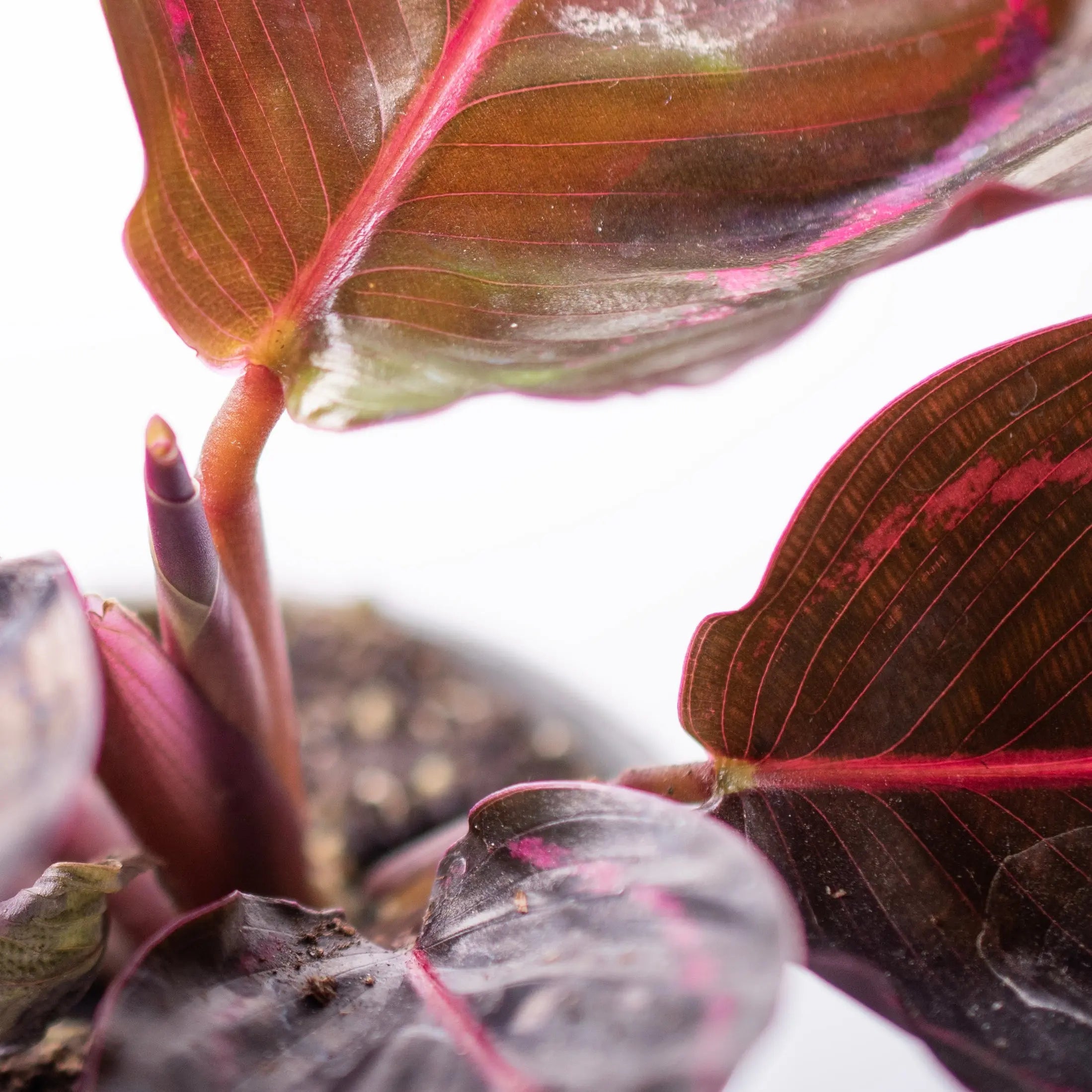 Calathea makoyana-  Planten -  Growing Concepts