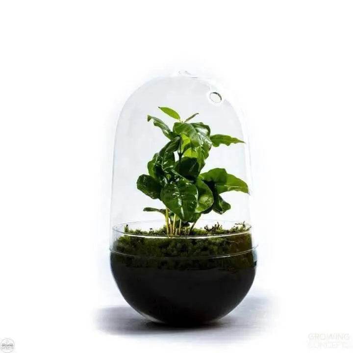 Navul pakket Jar/Egg -  Growing Concepts -  Growing Concepts