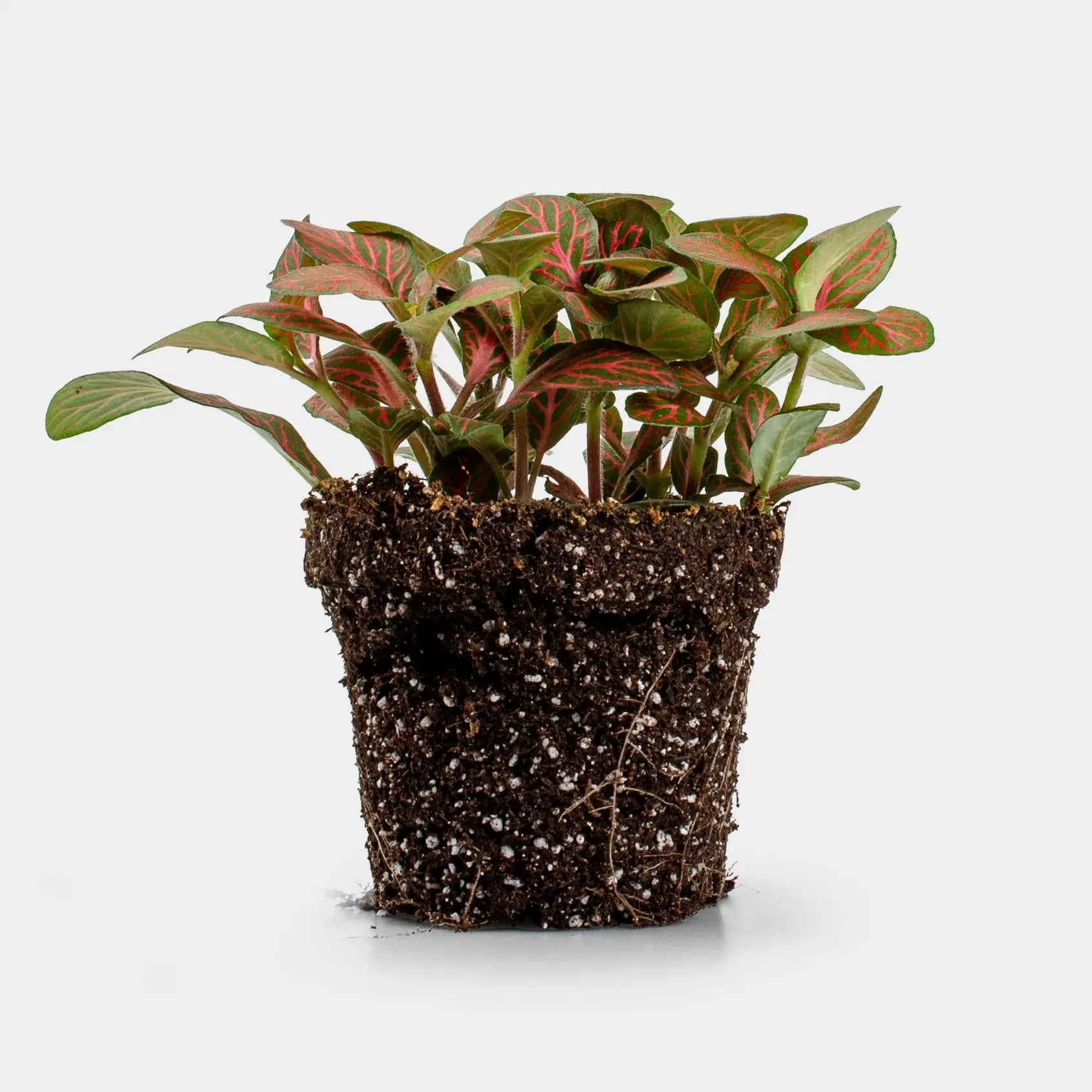 Fittonia Ø6cm  15cm-  Planten -  Growing Concepts