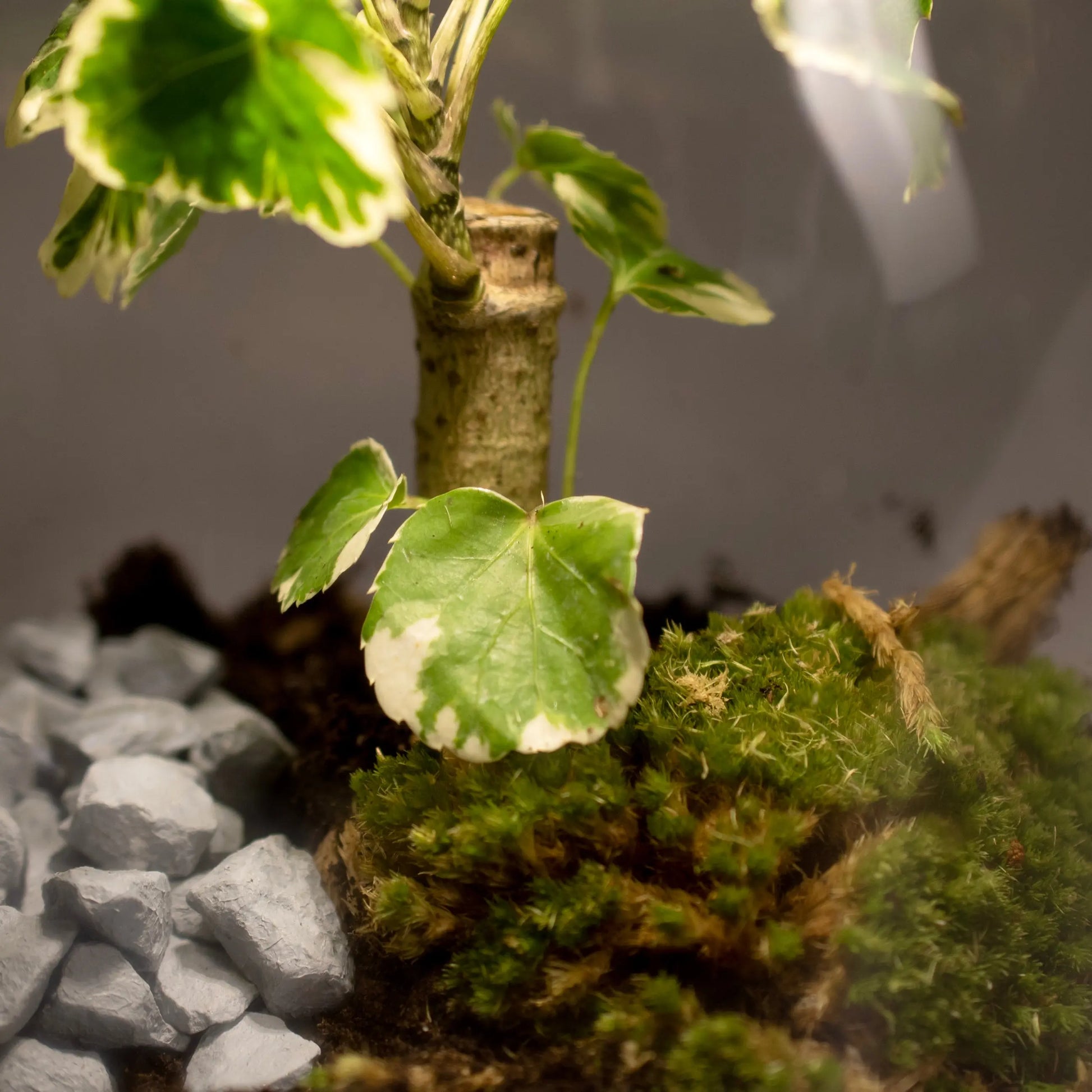 Foresti Tree Terrarium-  Originals -  Growing Concepts