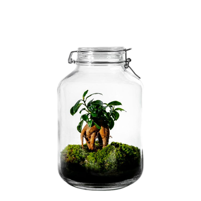 Gaia-Bonsai – <tc>flaschengarten</tc> – 30 cm