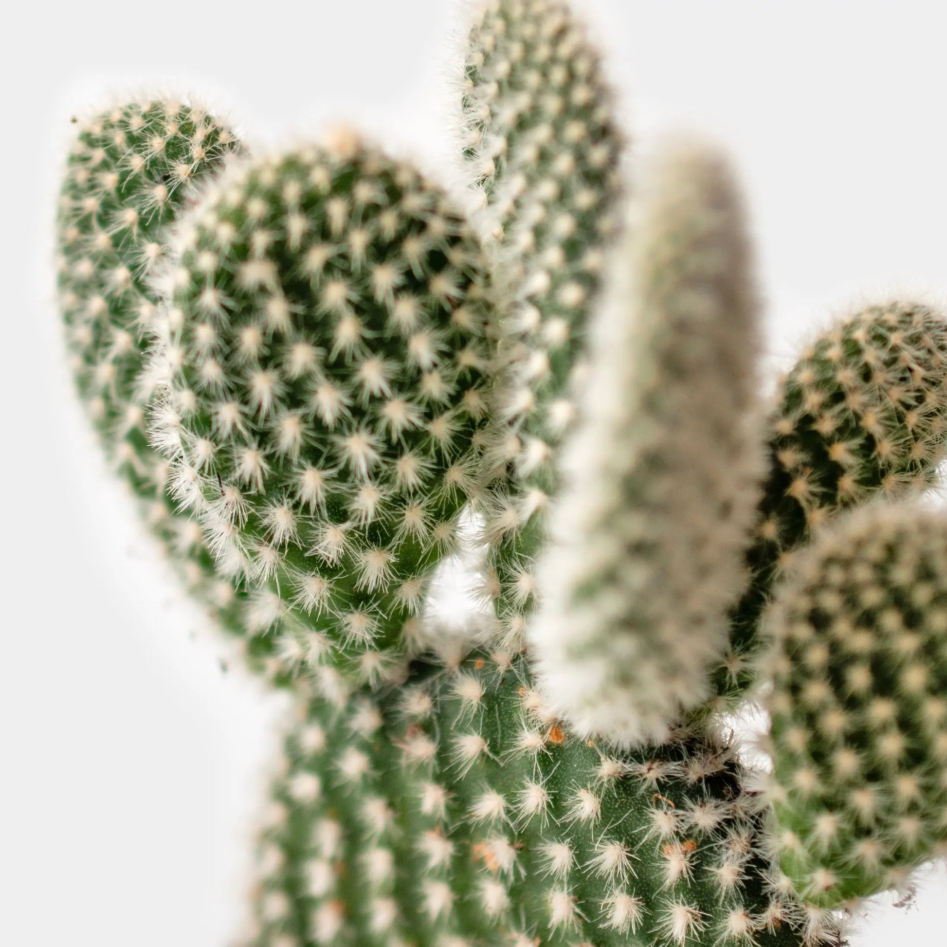 Opuntia Microdasys Albata | Cactus | Ø6 - ↑10 cm-  Planten -  Growing Concepts